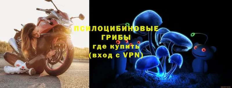 Галлюциногенные грибы Psilocybe Лянтор